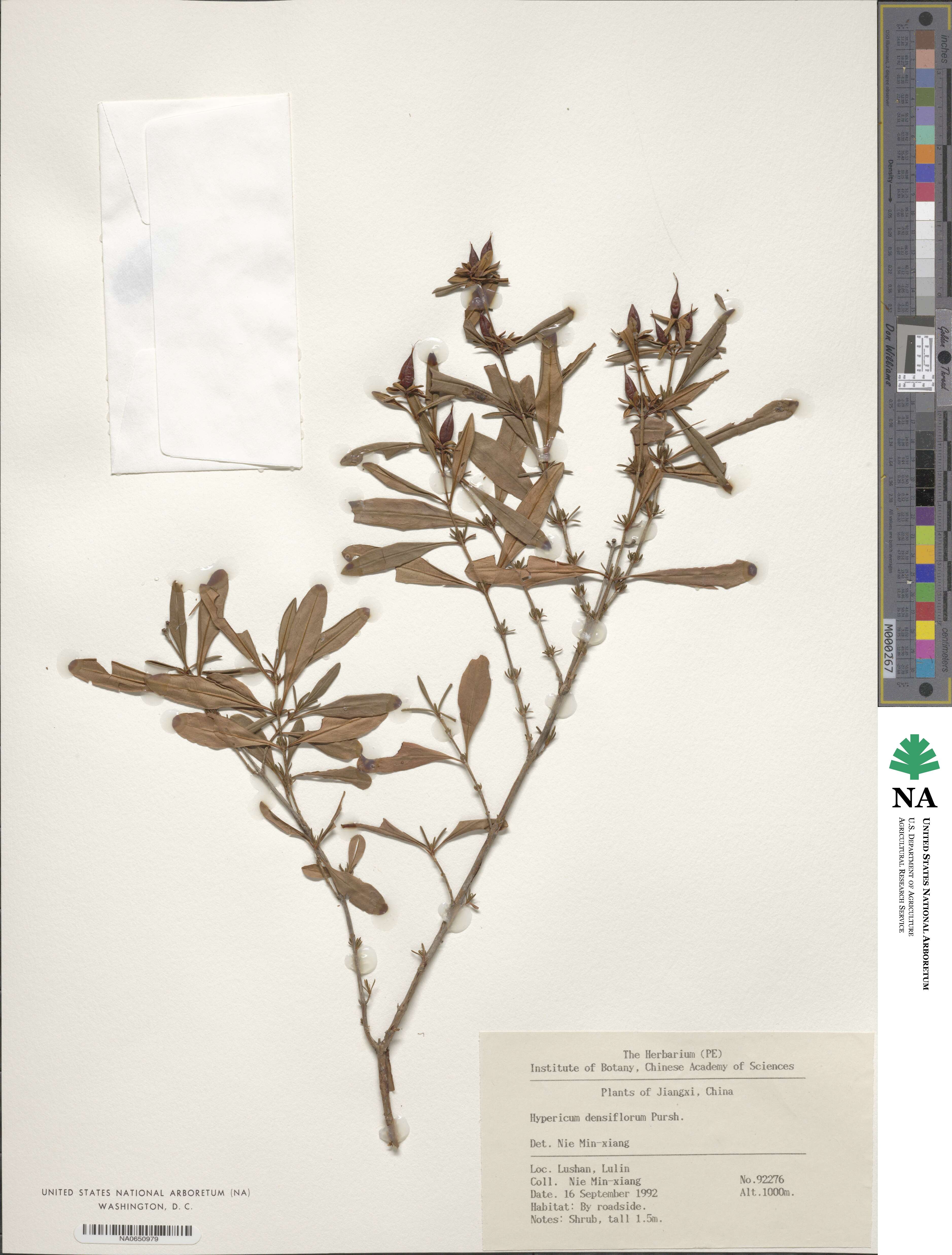 Hypericum densiflorum image