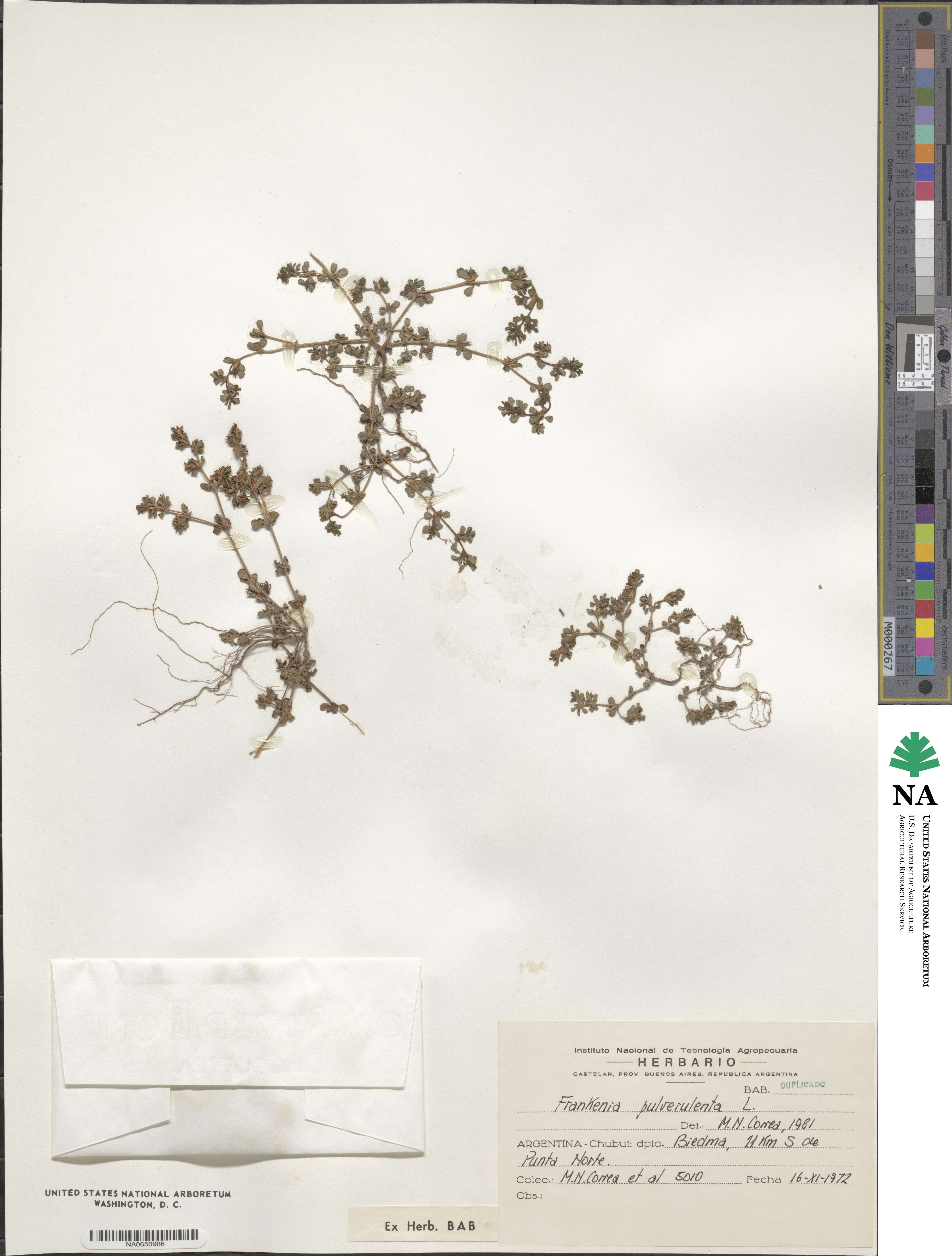 Frankenia pulverulenta image
