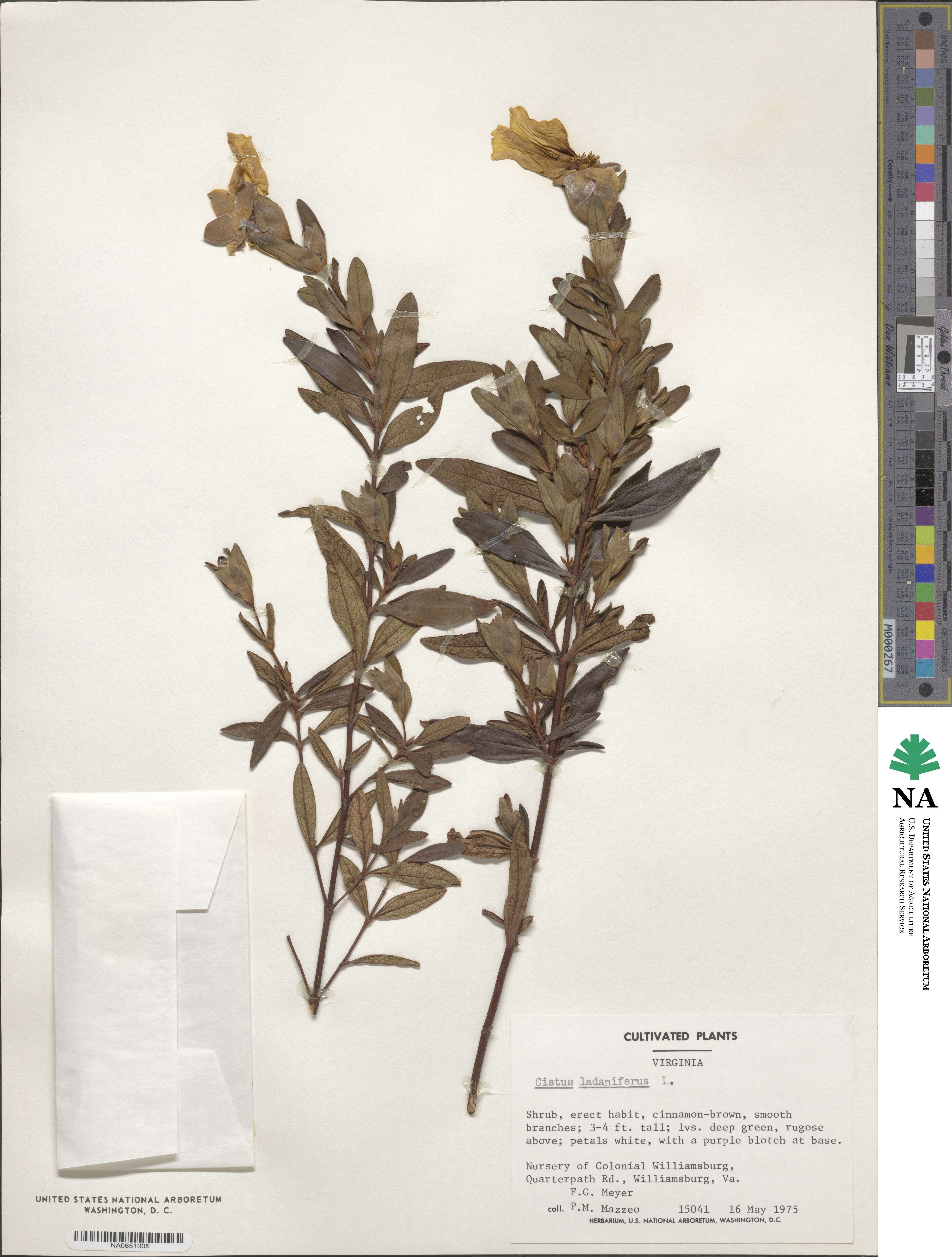 Cistus ladanifer subsp. ladanifer image