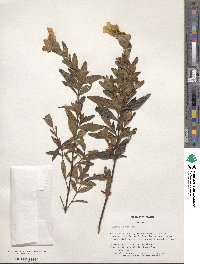 Cistus ladanifer image