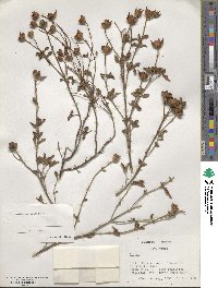 Image of Cistus creticus