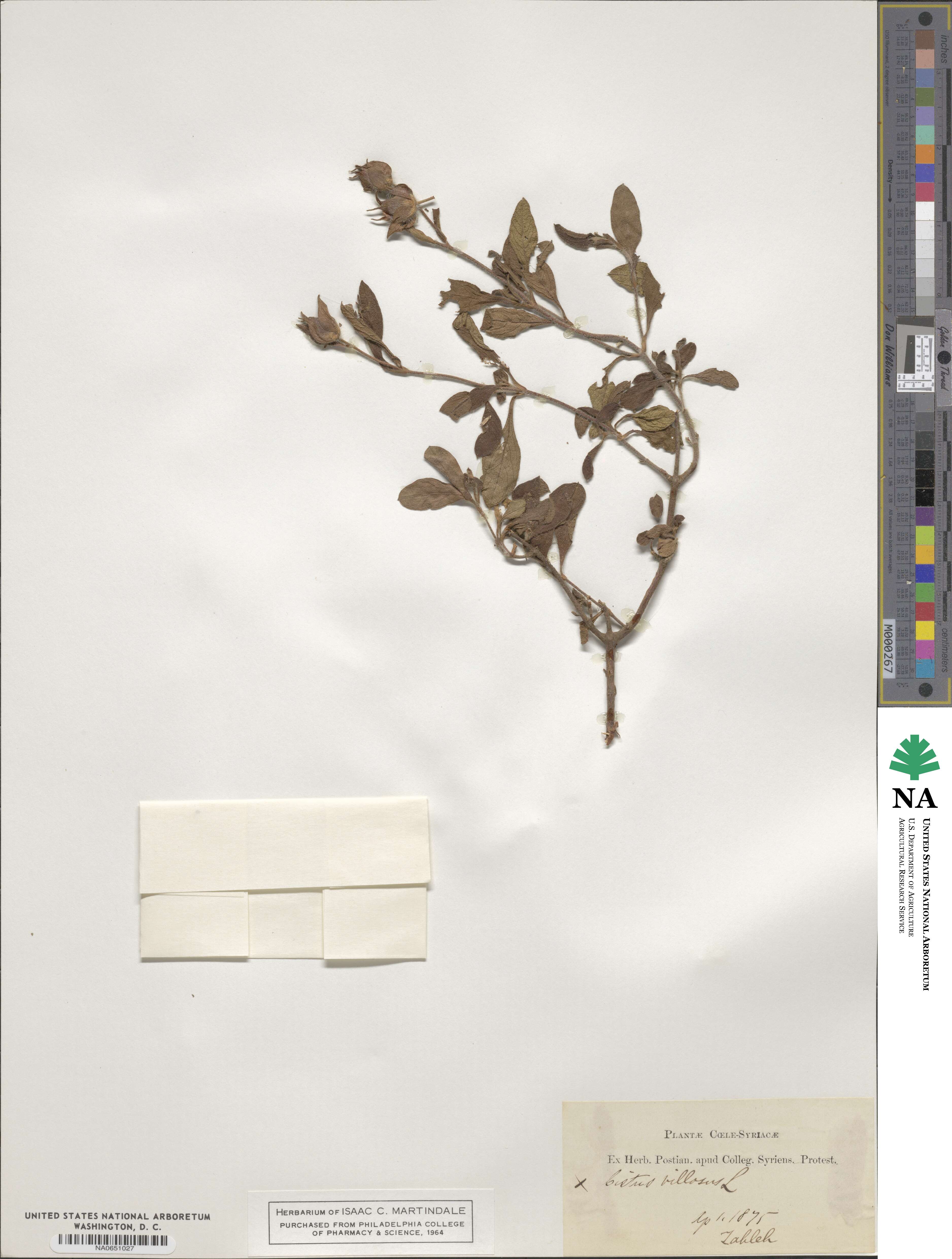 Cistus creticus subsp. creticus image