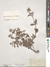 Cistus creticus image