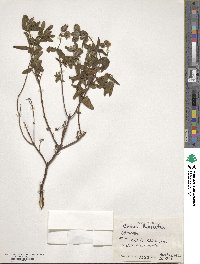 Helianthemum nummularium subsp. obscurum image