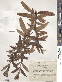 Cistus monspeliensis image