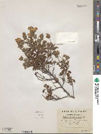 Cistus salviifolius image