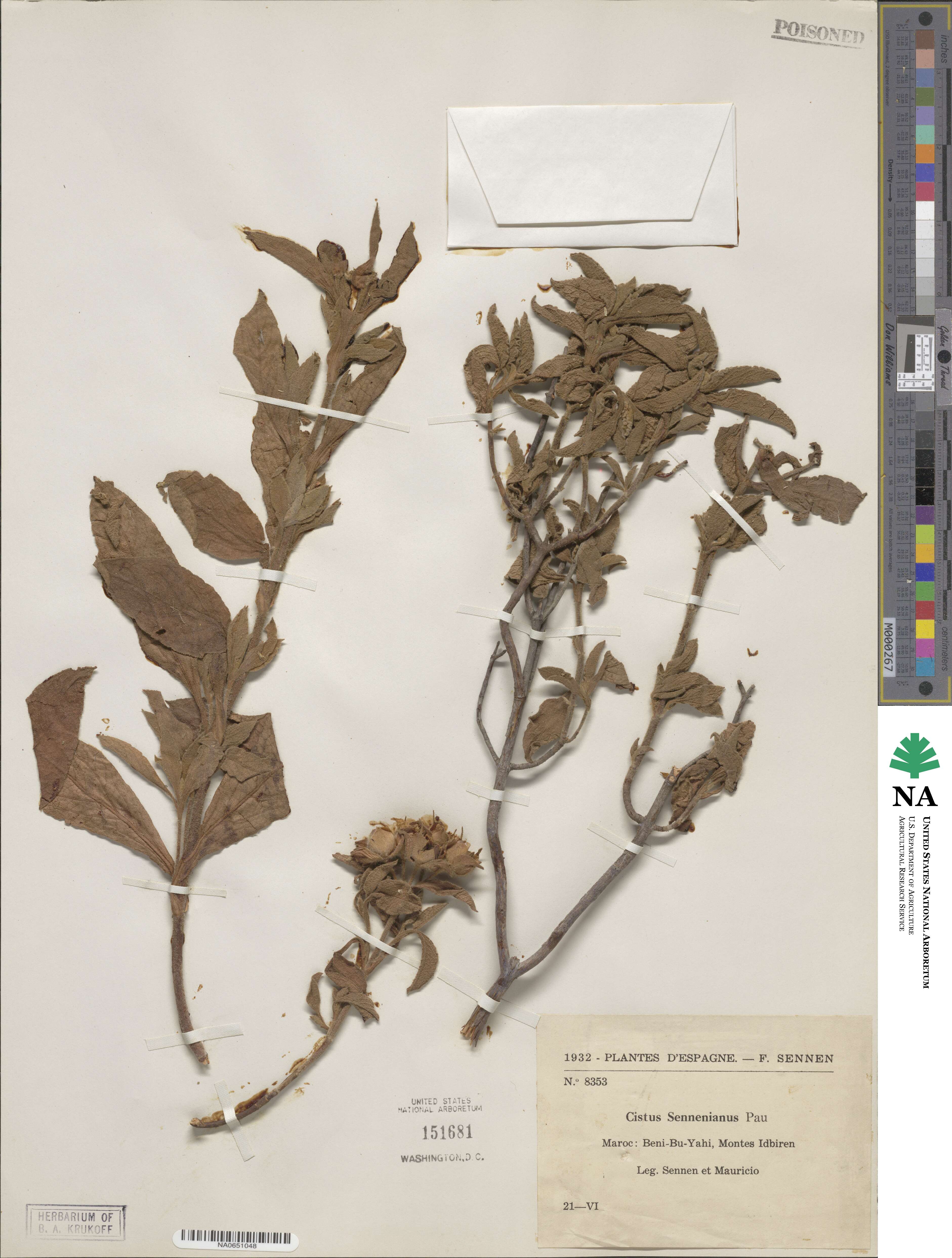 Cistus creticus subsp. eriocephalus image