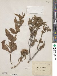 Cistus creticus image