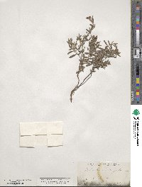 Crocanthemum corymbosum image