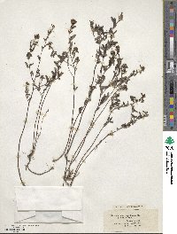 Crocanthemum corymbosum image