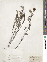 Crocanthemum corymbosum image