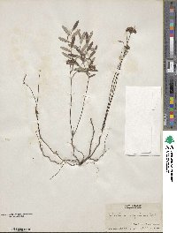 Crocanthemum corymbosum image