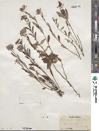 Crocanthemum corymbosum image