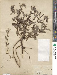 Crocanthemum corymbosum image