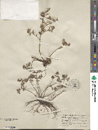 Crocanthemum dumosum image