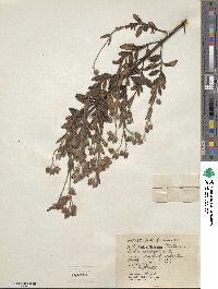 Cistus salviifolius image