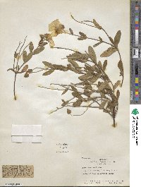 Cistus salviifolius image