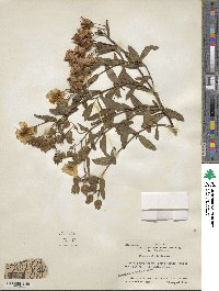 Cistus salviifolius image