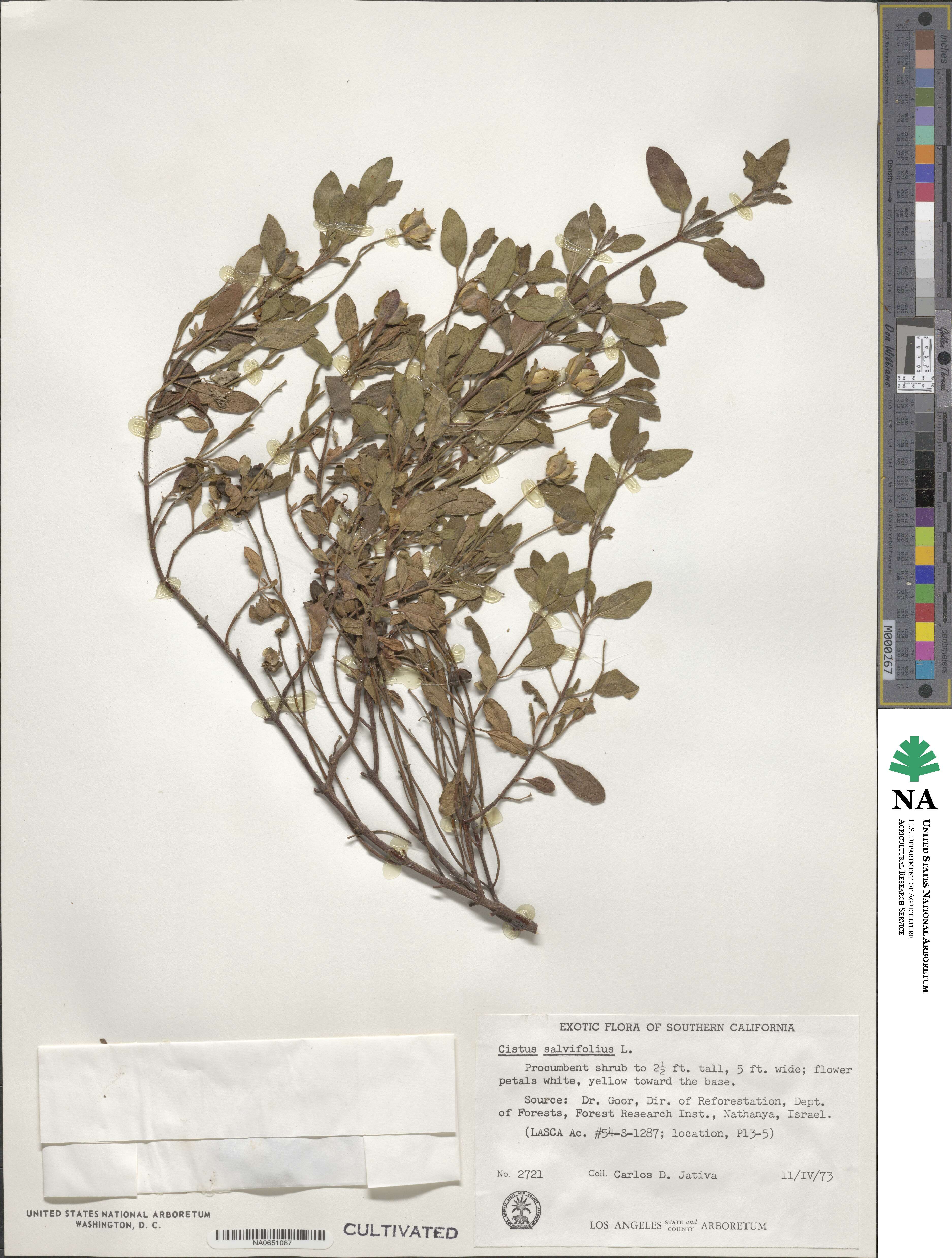 Cistus salviifolius image