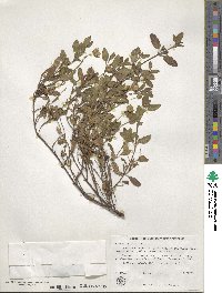 Cistus salviifolius image