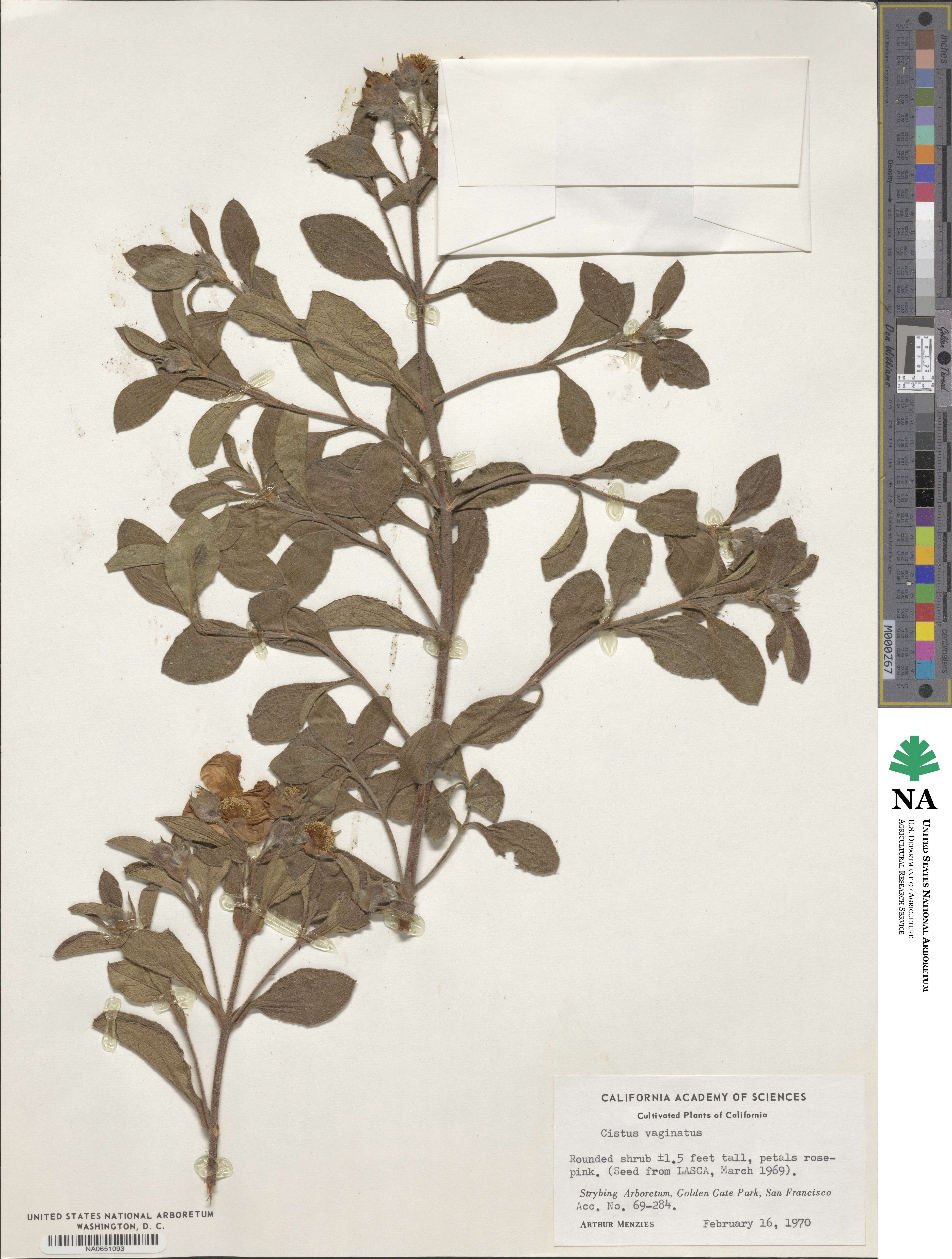 Cistus symphytifolius image