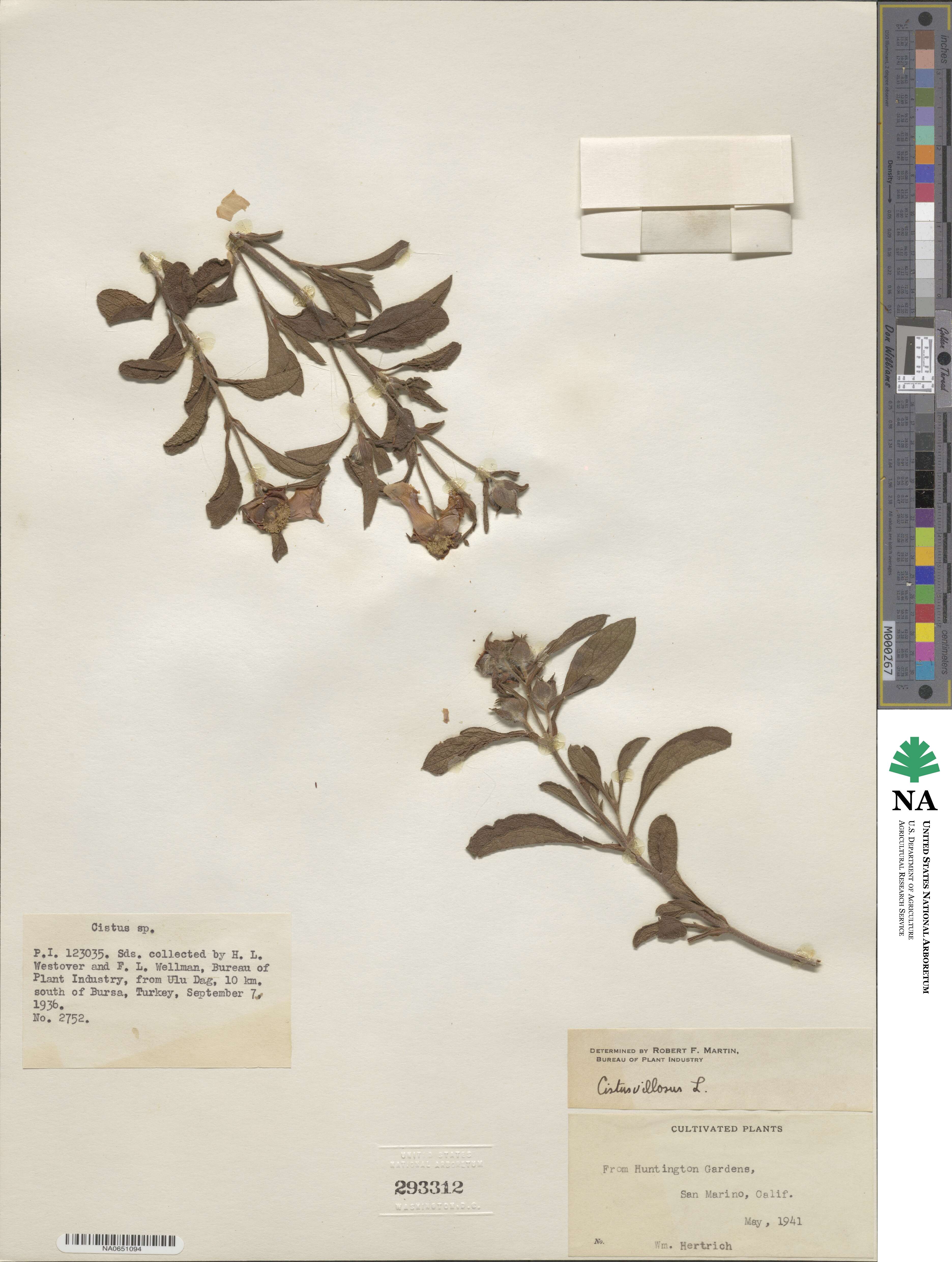 Cistus creticus subsp. creticus image