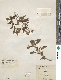 Cistus creticus image