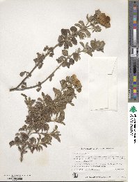 Cistus creticus image