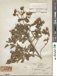 Cistus creticus image