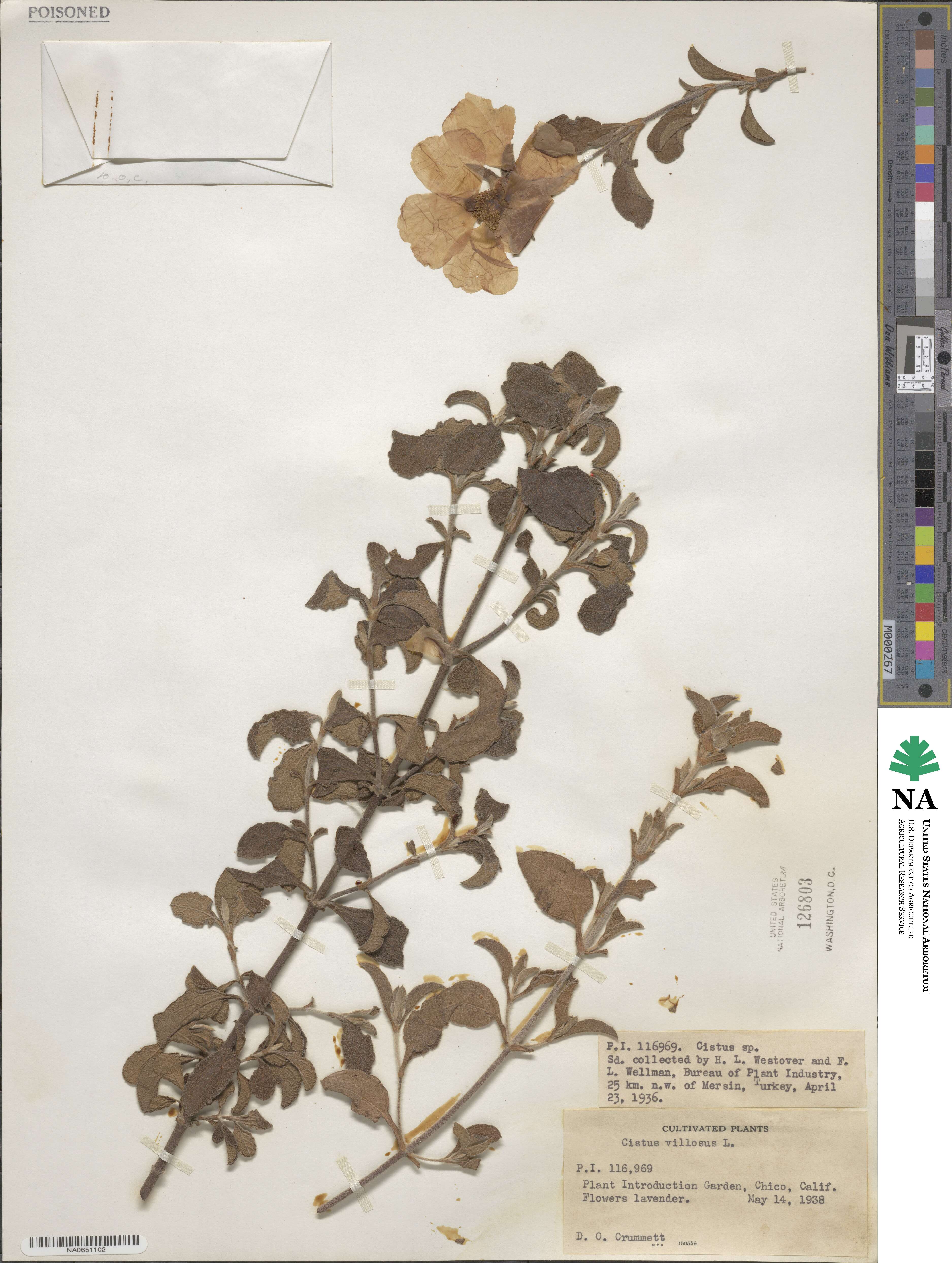 Cistus creticus subsp. creticus image