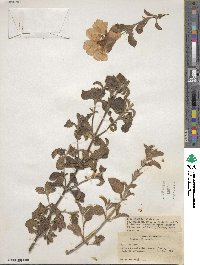 Cistus creticus image