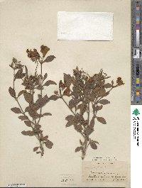 Cistus creticus image