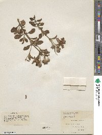 Cistus creticus image