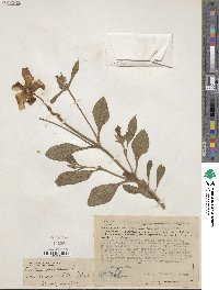 Cistus creticus image