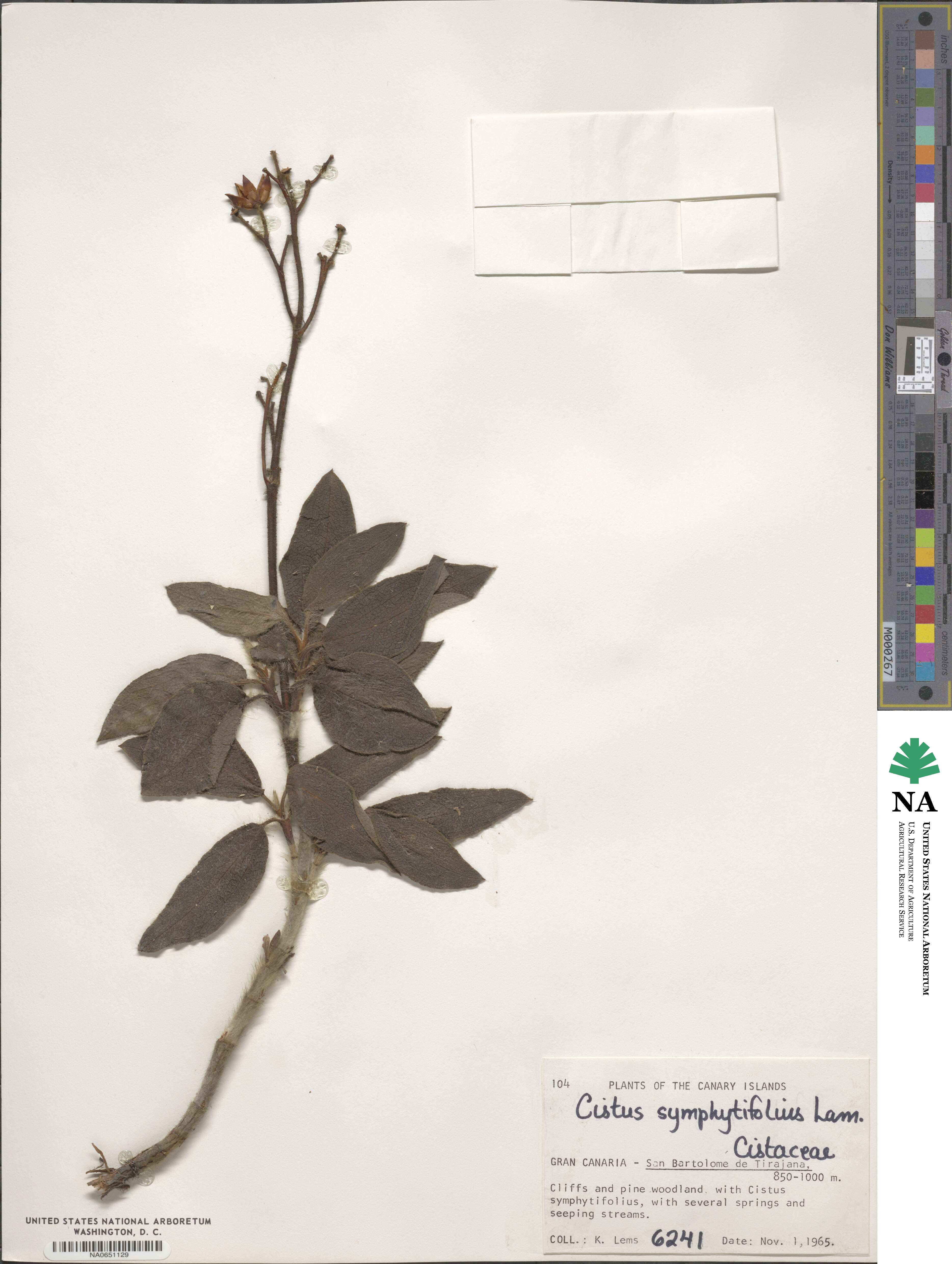 Cistus symphytifolius image