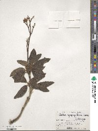 Cistus symphytifolius image