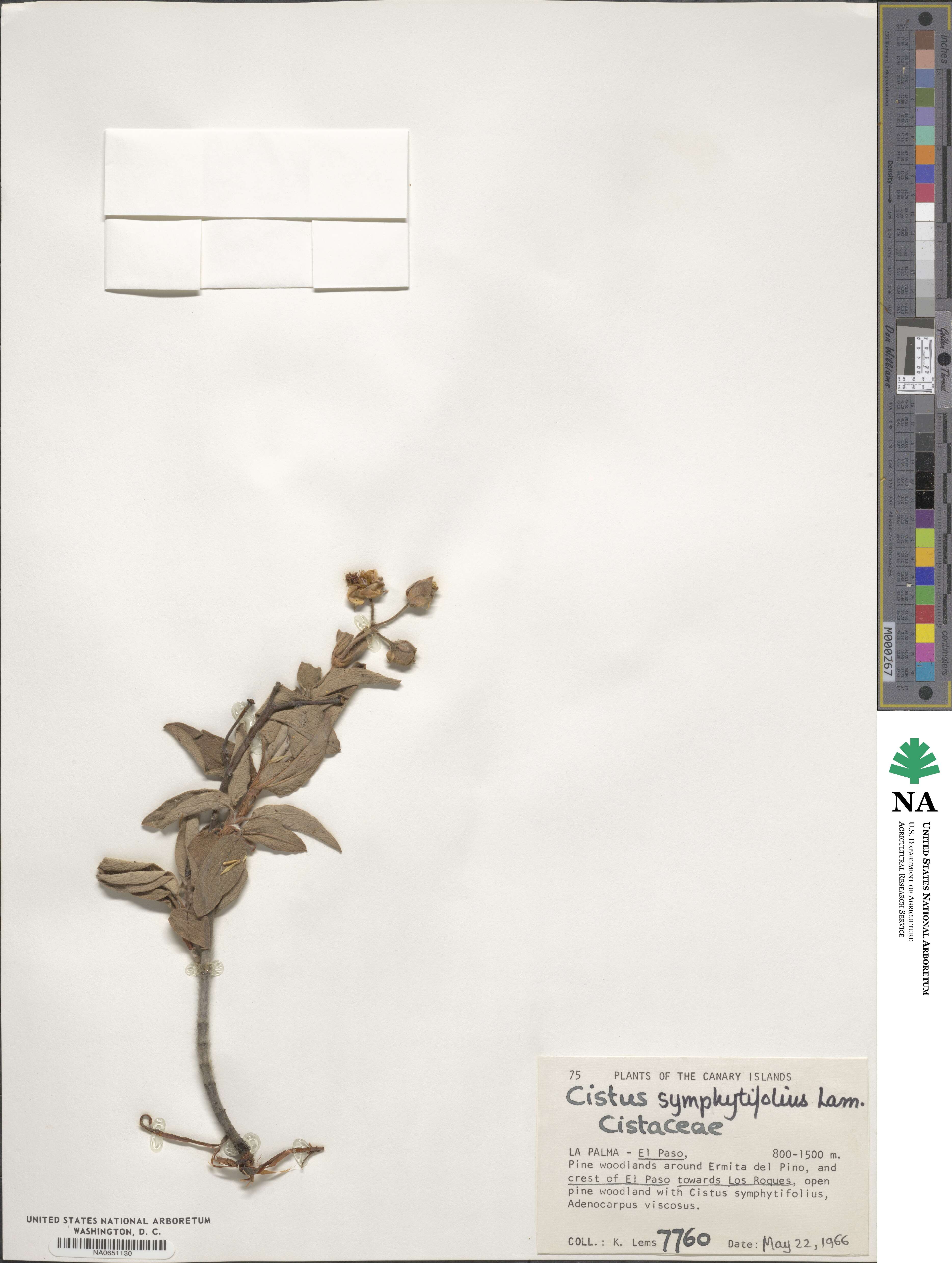 Cistus symphytifolius image