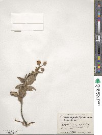 Cistus symphytifolius image