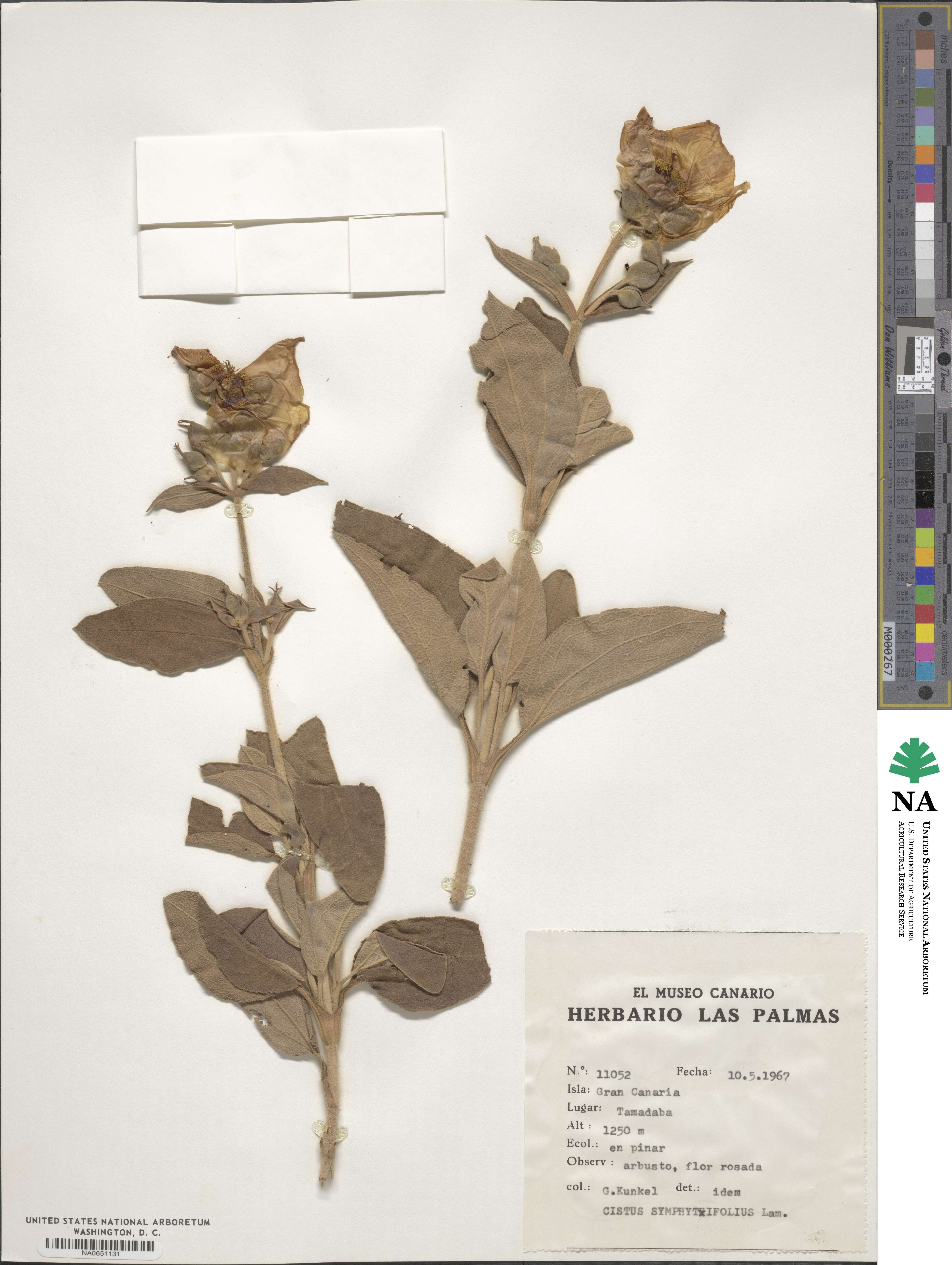 Cistus symphytifolius image