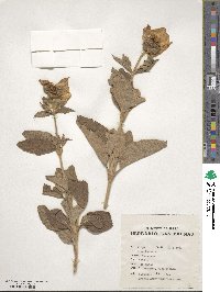 Cistus symphytifolius image