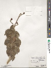 Cistus symphytifolius image