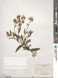 Cistus albidus image