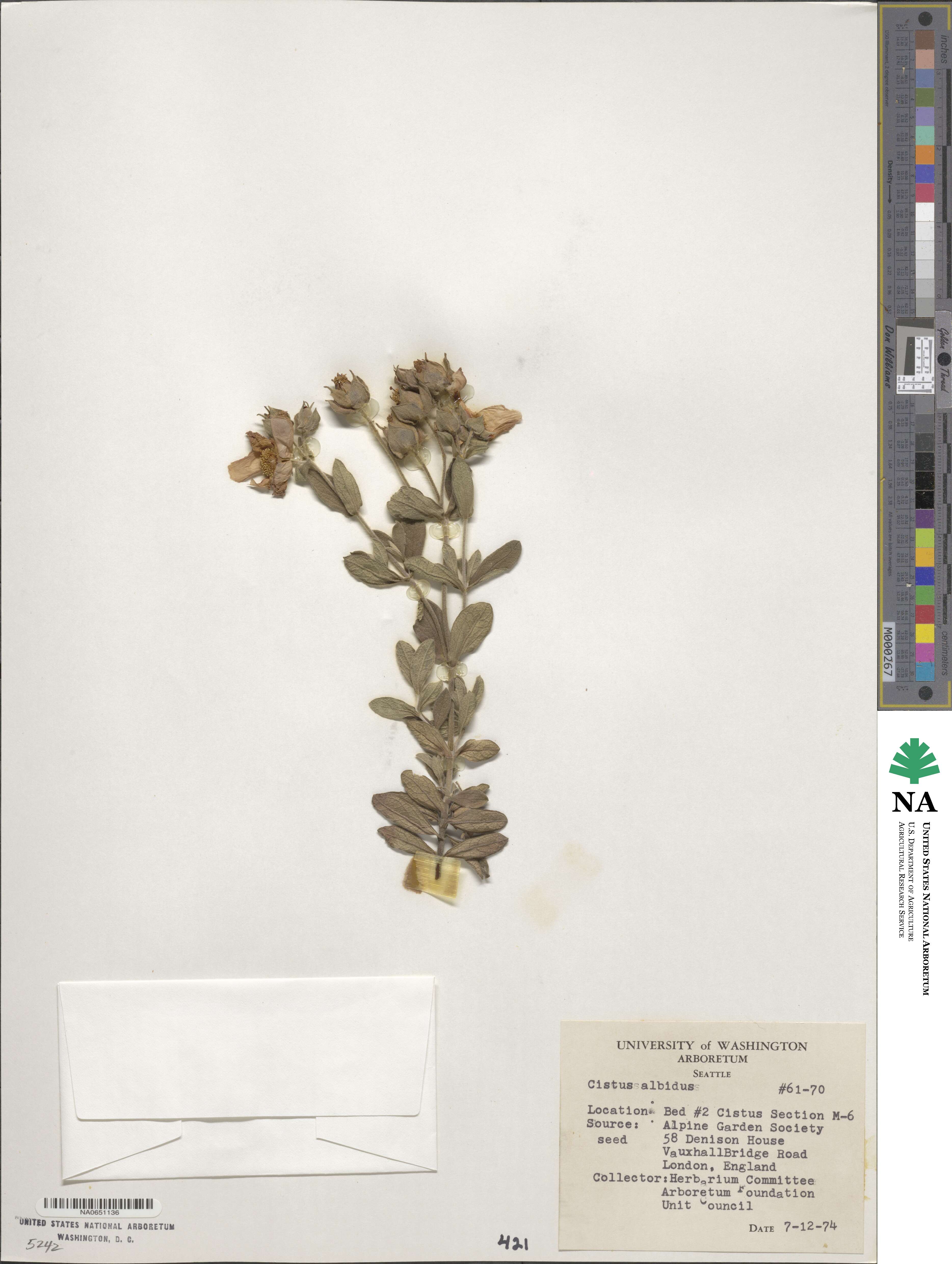 Cistus albidus image