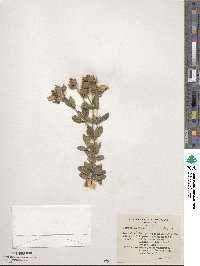 Cistus albidus image