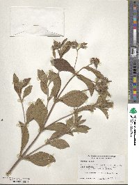 Image of Cistus clusii