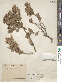 Cistus crispus image