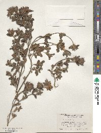 Cistus crispus image