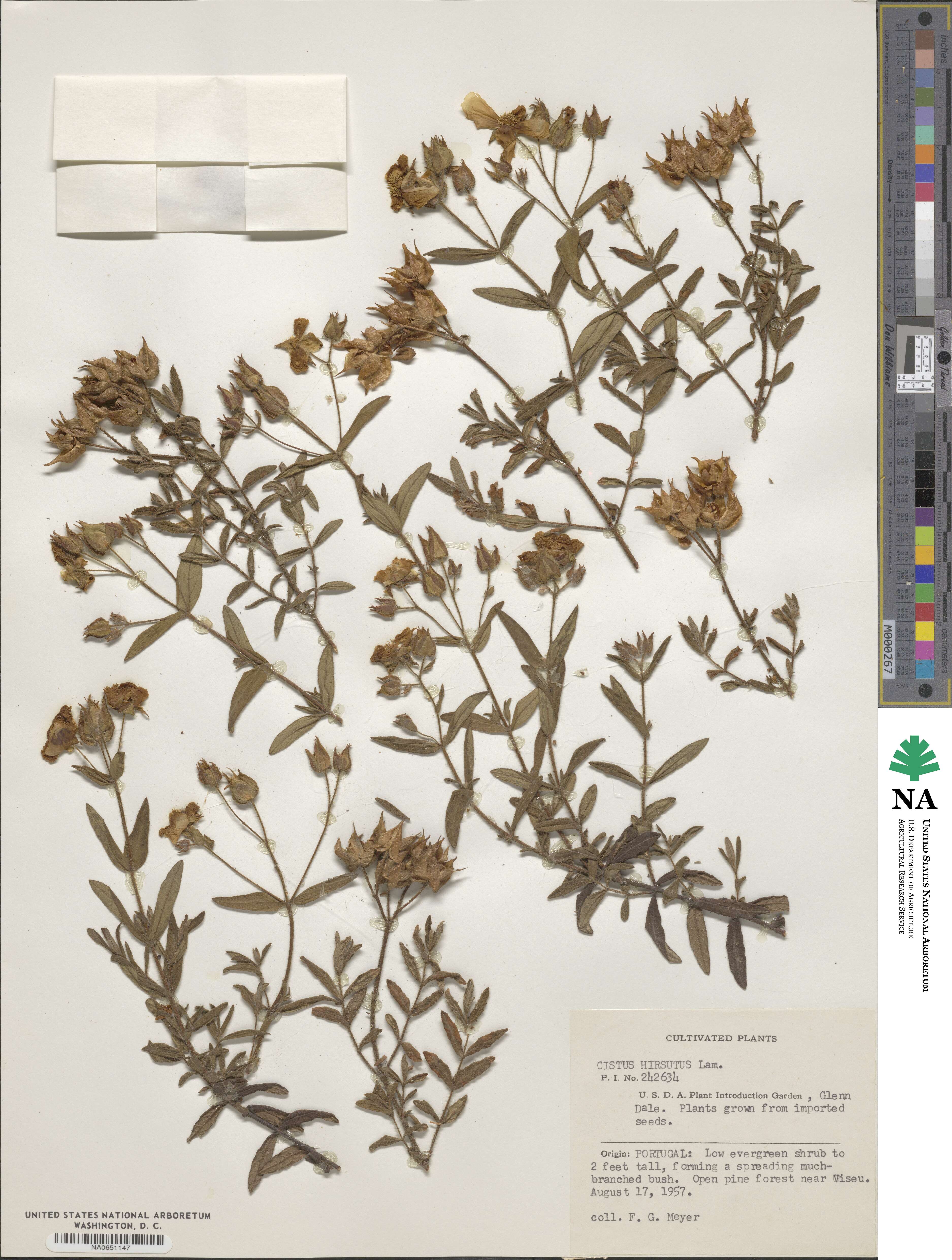 Helianthemum nummularium subsp. obscurum image