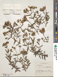 Helianthemum nummularium subsp. obscurum image