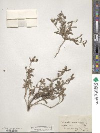 Crocanthemum arenicola image